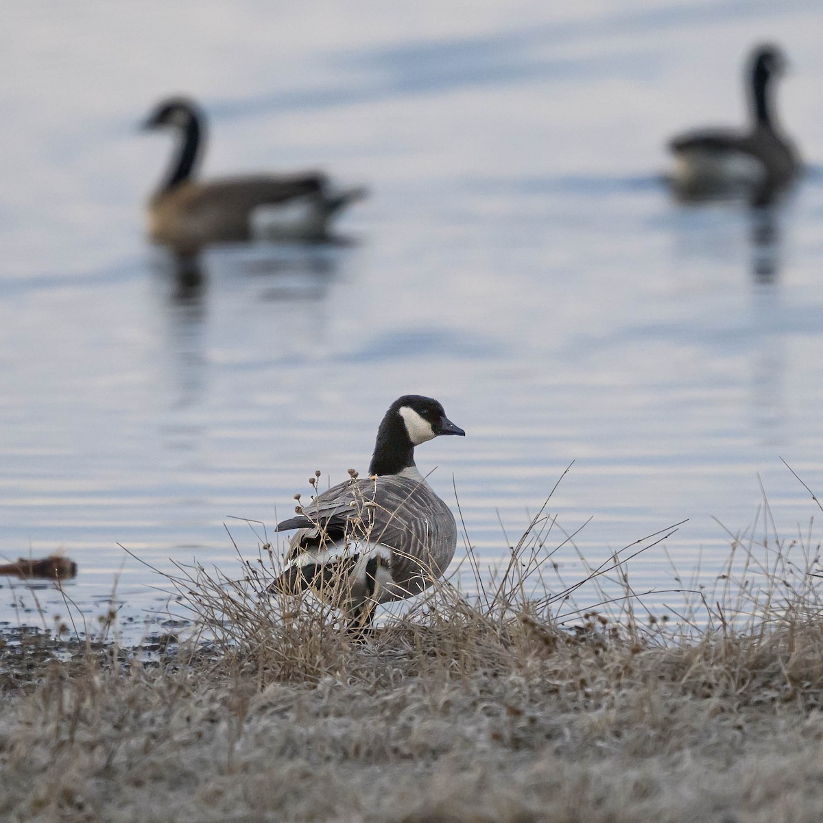 Cackling Goose - Robin Alexander