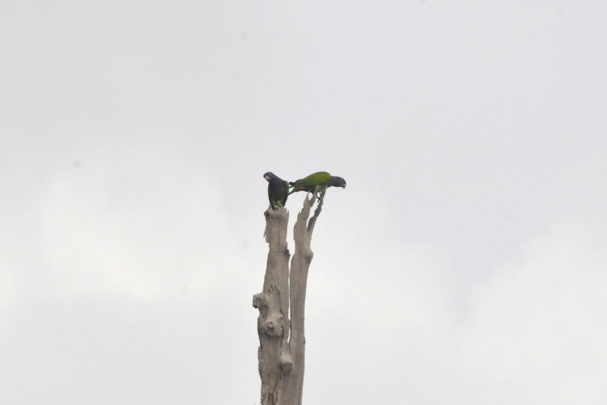 Blue-headed Parrot - ML616819430