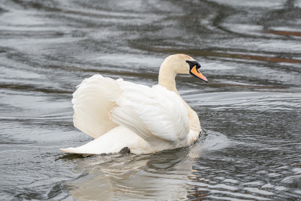 Cygne tuberculé - ML616819434