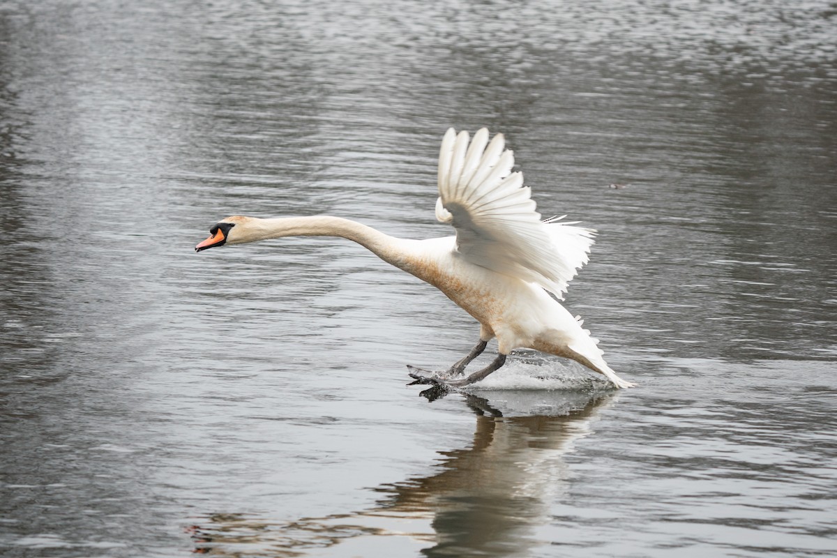 Cygne tuberculé - ML616819435