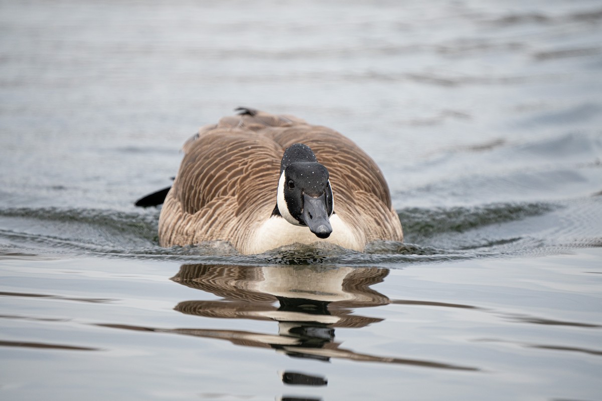 Canada Goose - ML616819442