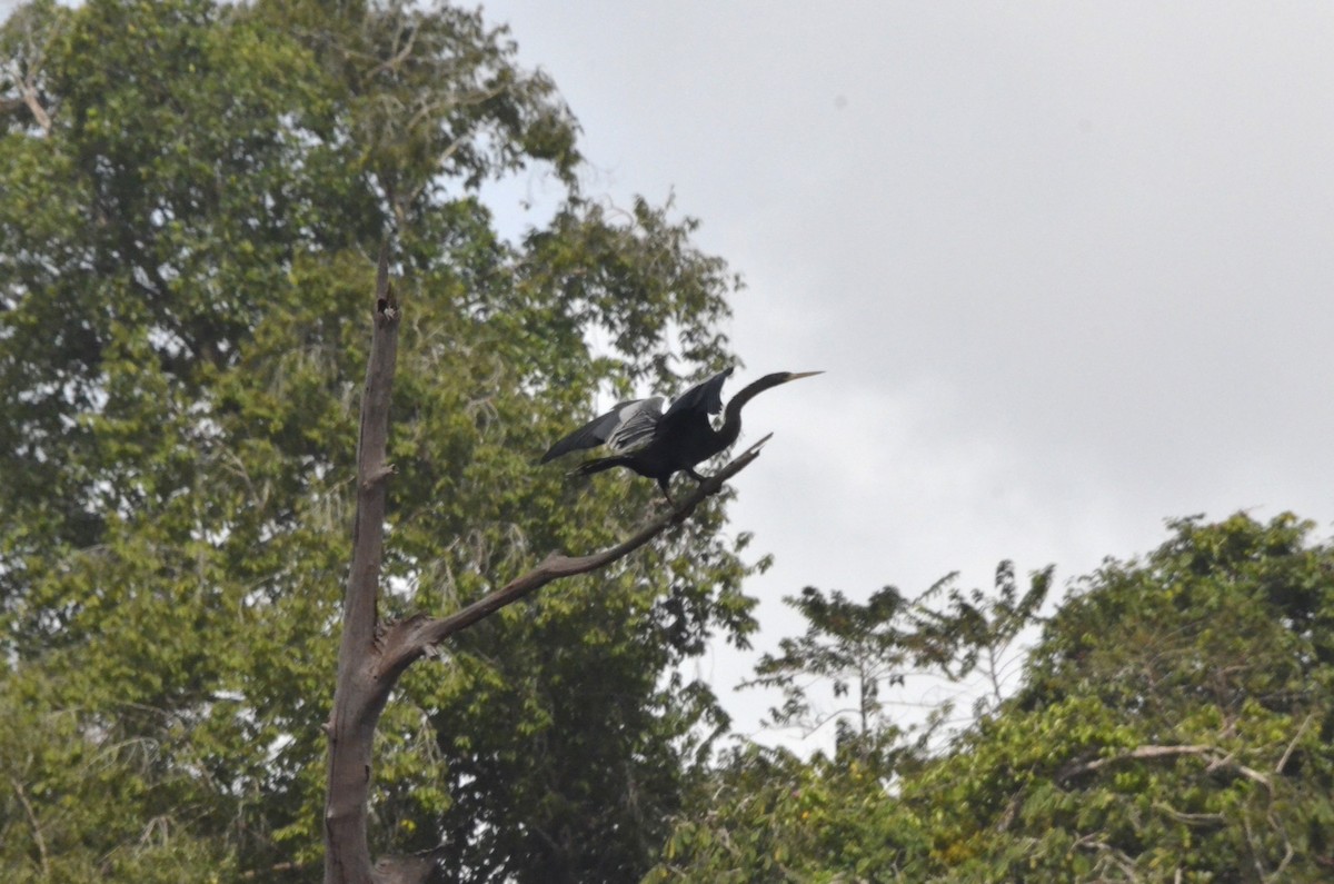 anhinga americká - ML616819467