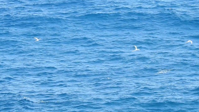 White-tailed Tropicbird - ML616819477