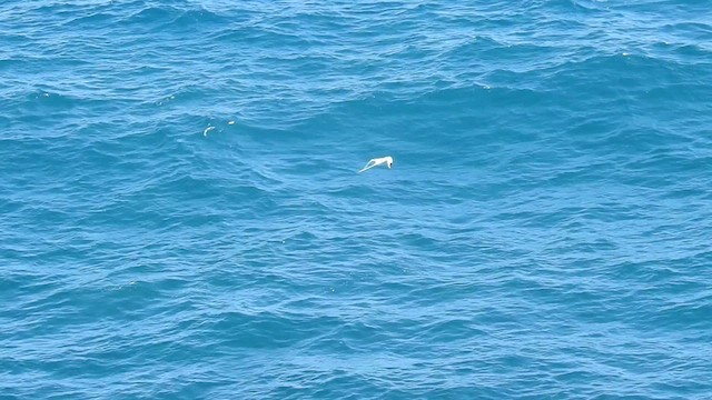 White-tailed Tropicbird - ML616819479