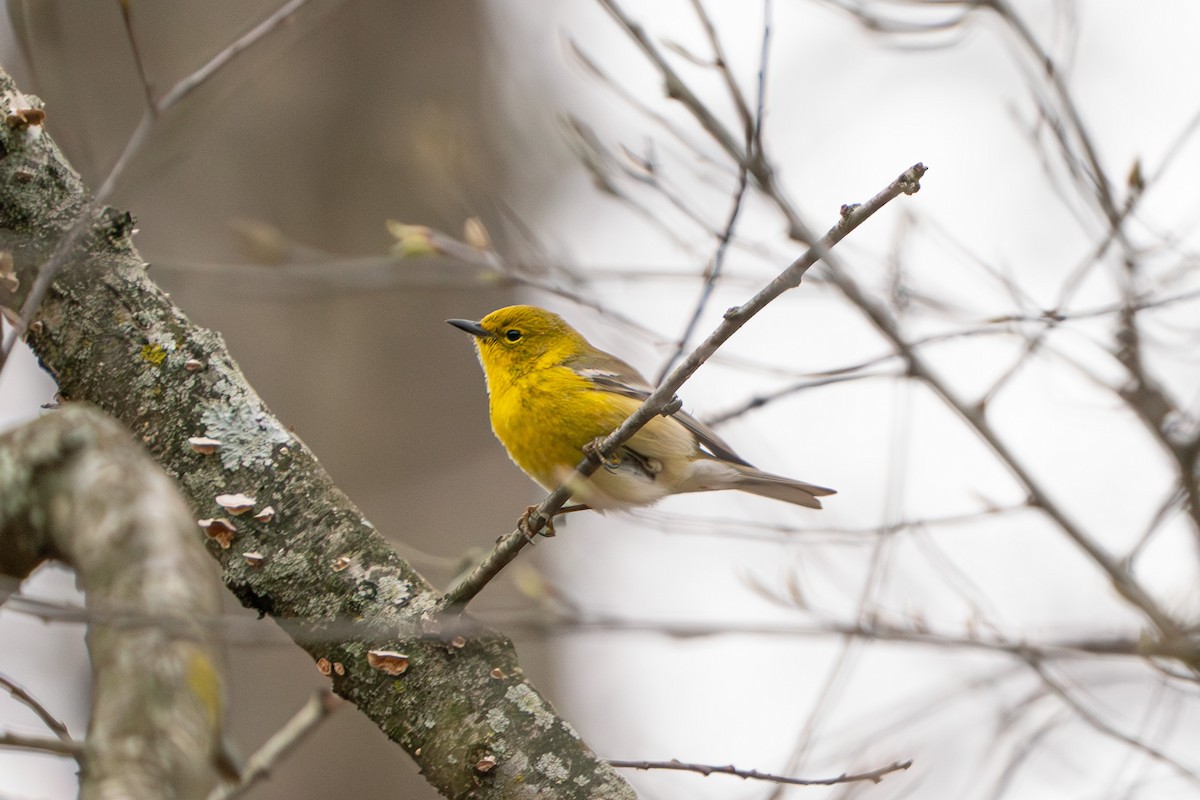 Pine Warbler - ML616819525