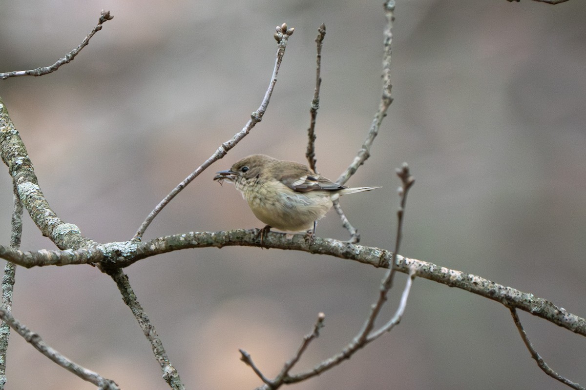 Pine Warbler - ML616819526