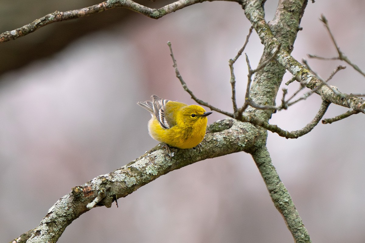 Pine Warbler - ML616819527