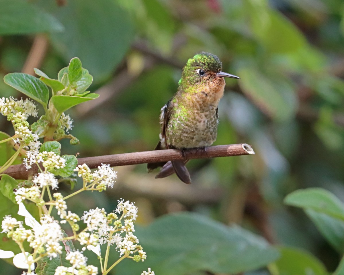 kolibřík dřišťálový (ssp. tyrianthina/quitensis) - ML616819537