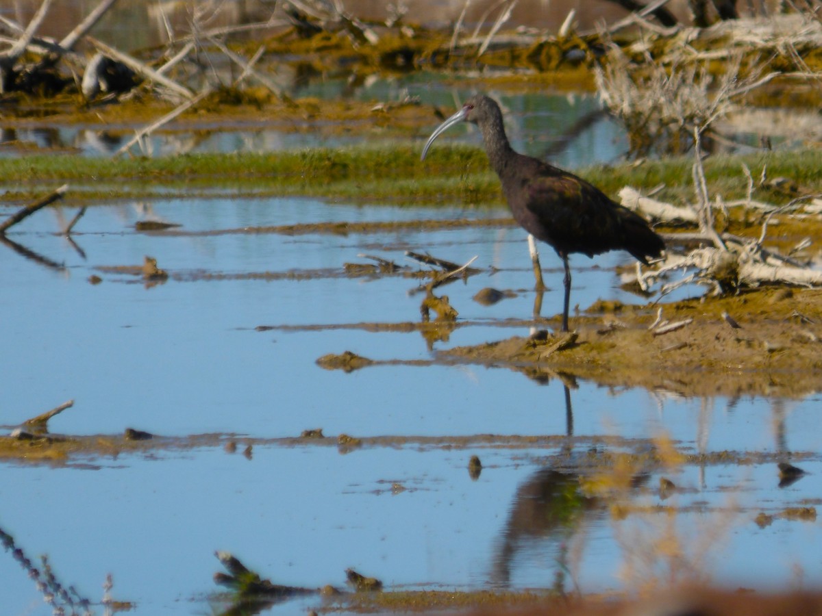 White-faced Ibis - ML616819552