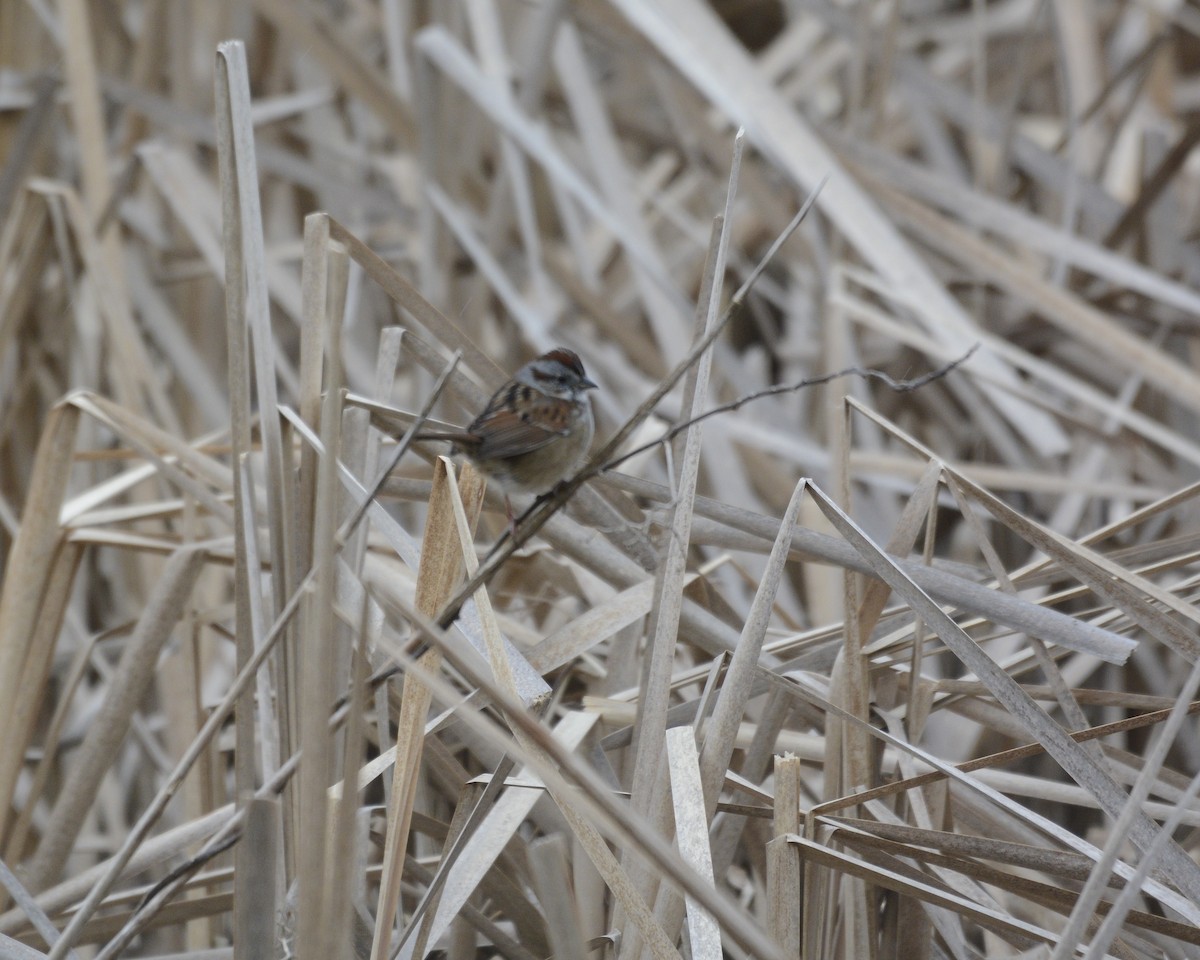 Swamp Sparrow - David Kennedy