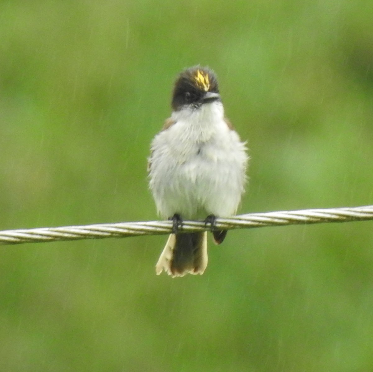 Loggerhead Kingbird (Puerto Rico) - ML616819601