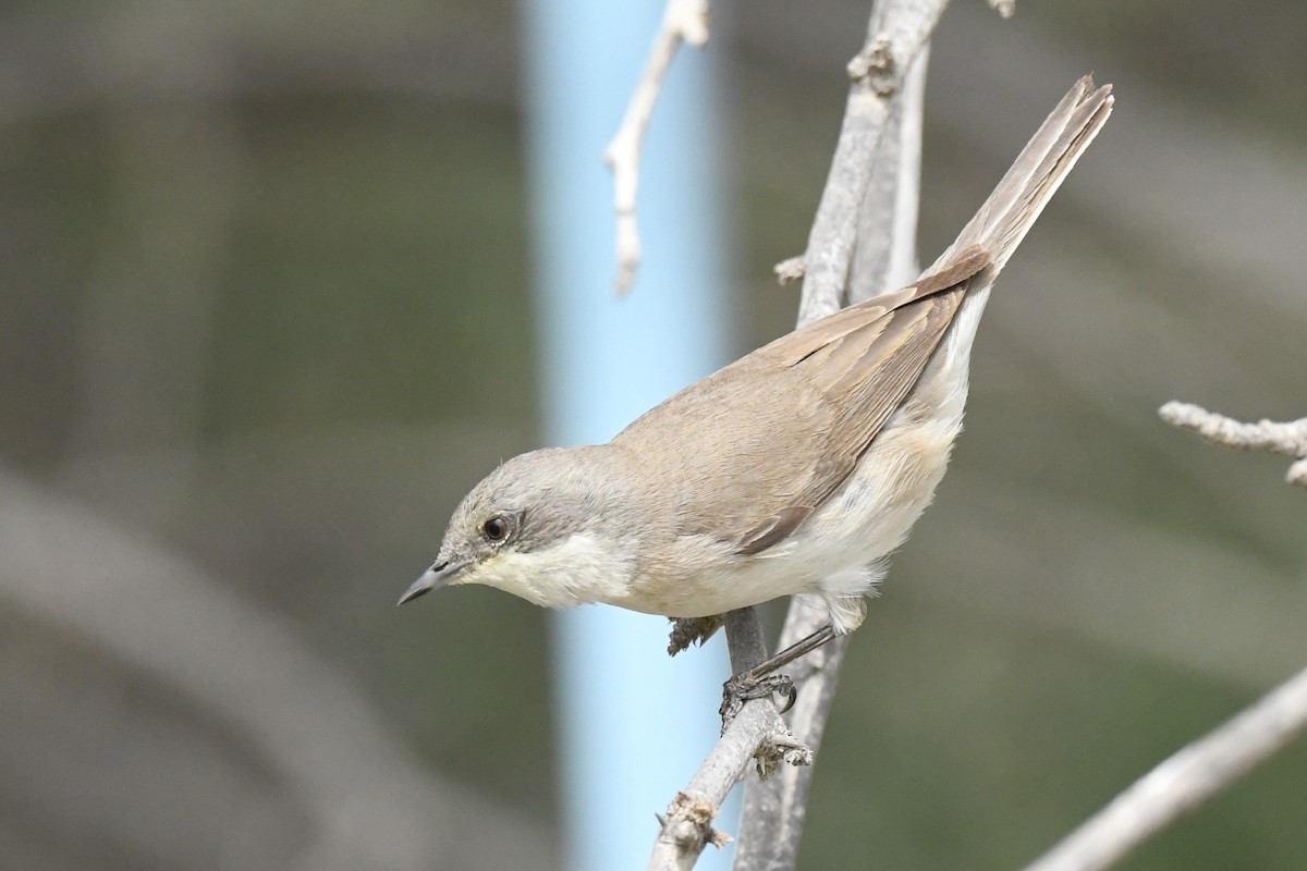 Lesser Whitethroat (curruca/blythi) - Khalifa Al Dhaheri