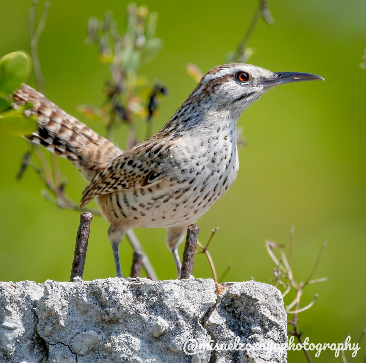 Yucatan Wren - ML616819619