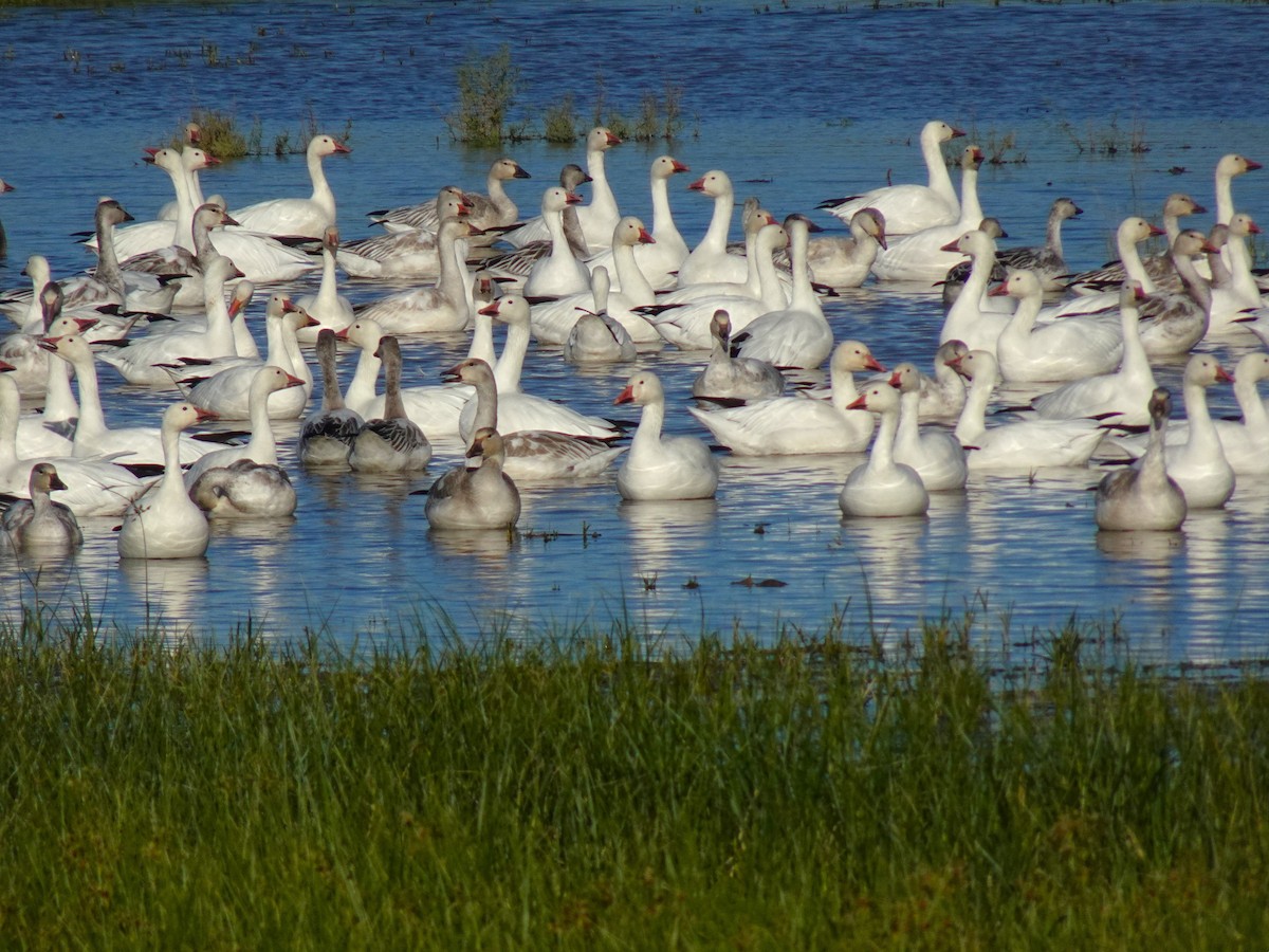 Snow Goose - ML616819635