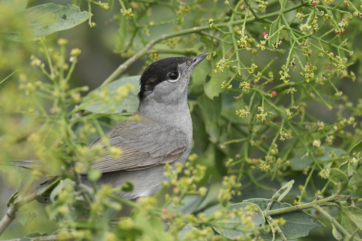 Eurasian Blackcap - Khalifa Al Dhaheri