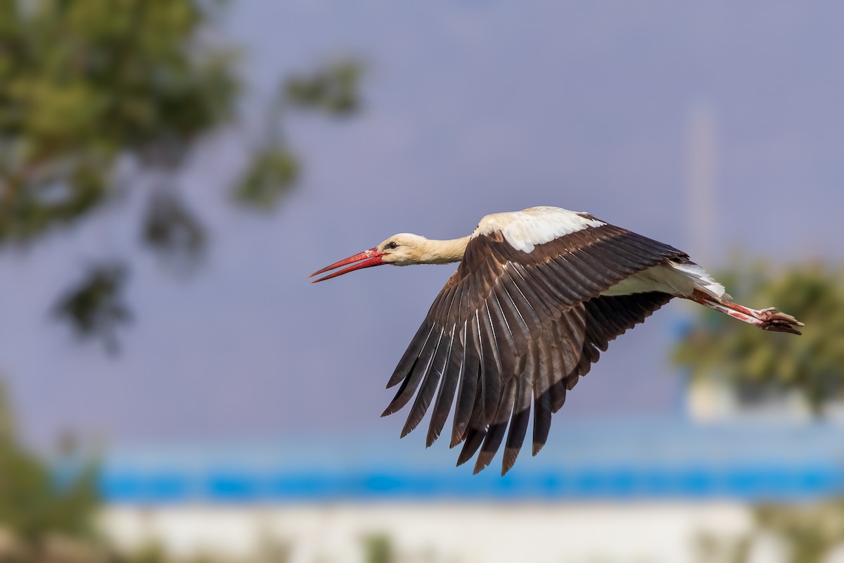 White Stork - ML616819720