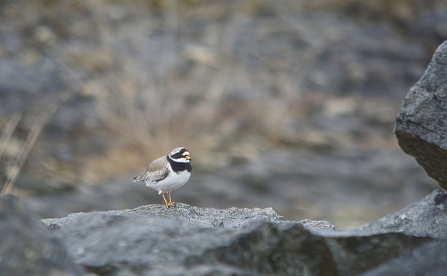 Common Ringed Plover - Eric Francois Roualet