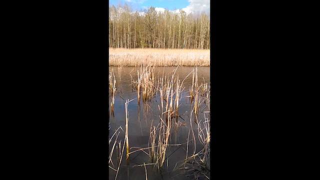 Eurasian Bittern - ML616819737