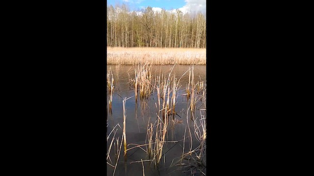 Great Bittern - ML616819737