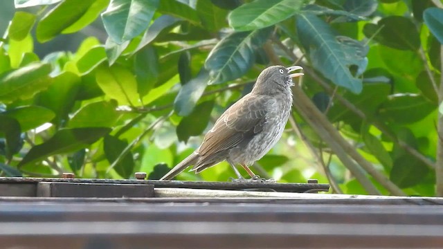 Pearly-eyed Thrasher - ML616819740