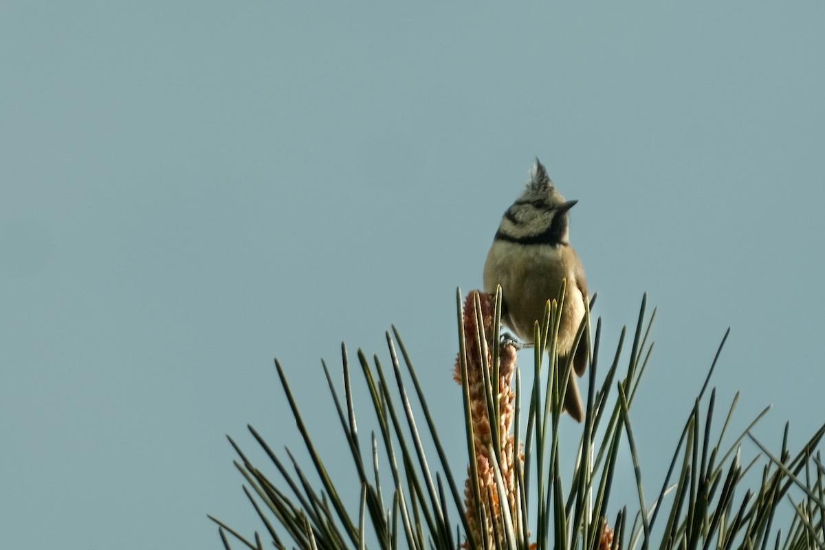 Crested Tit - ML616819751