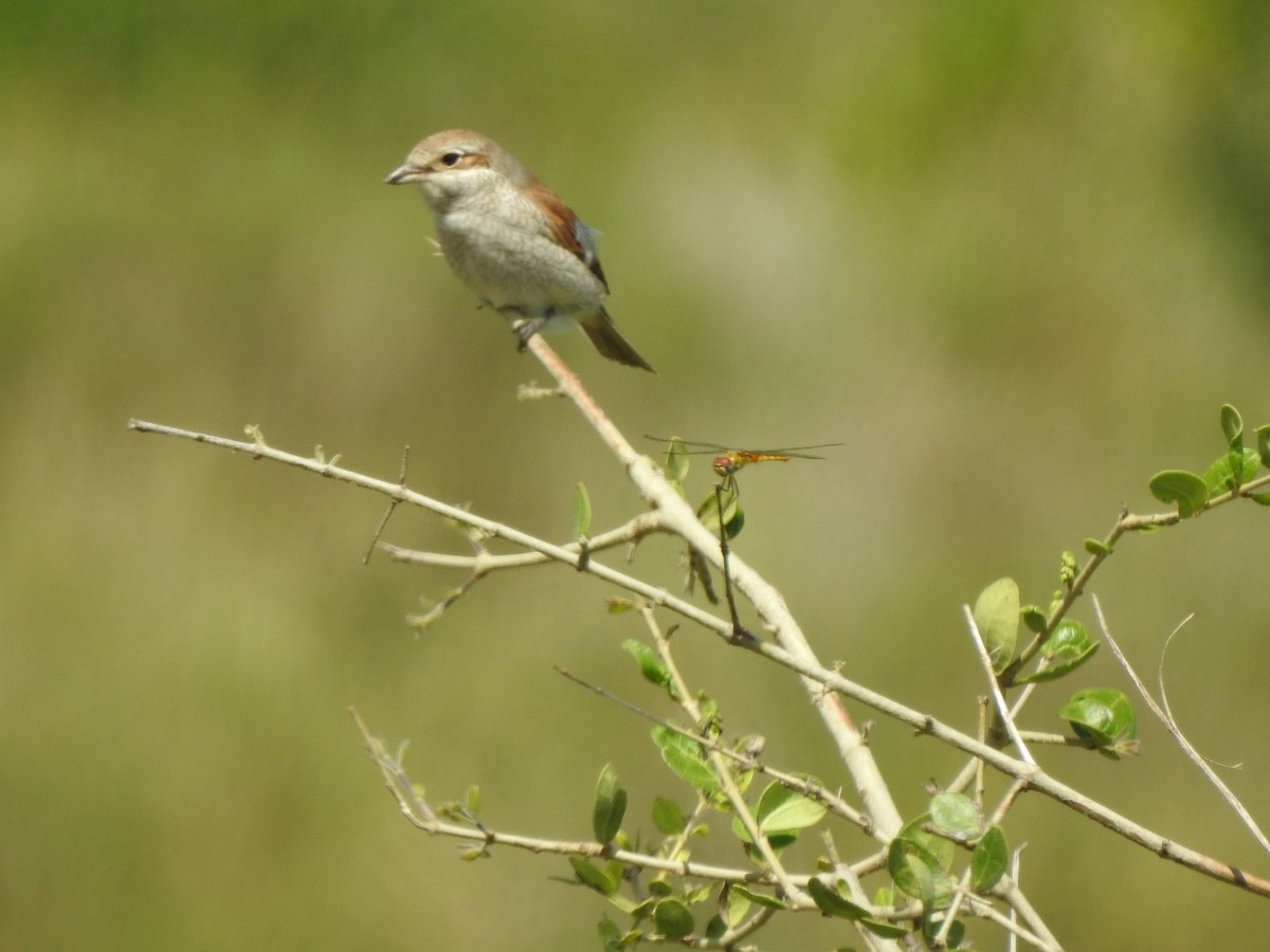 Red-backed Shrike - Robert Steele