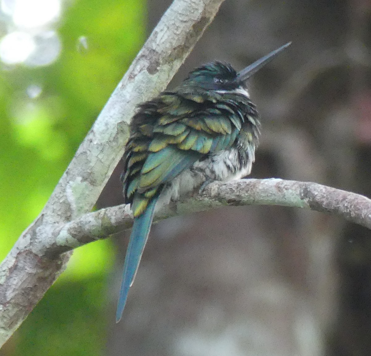 Jacamar à ventre blanc - ML616819790