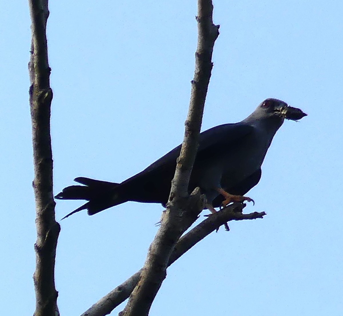 Plumbeous Kite - ML616819820