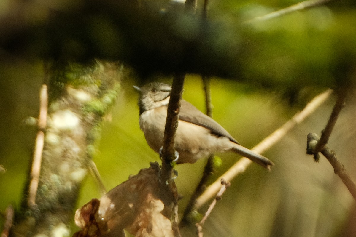 Crested Tit - ML616819832