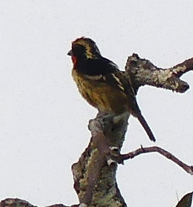 Gilded Barbet - Robin Duska