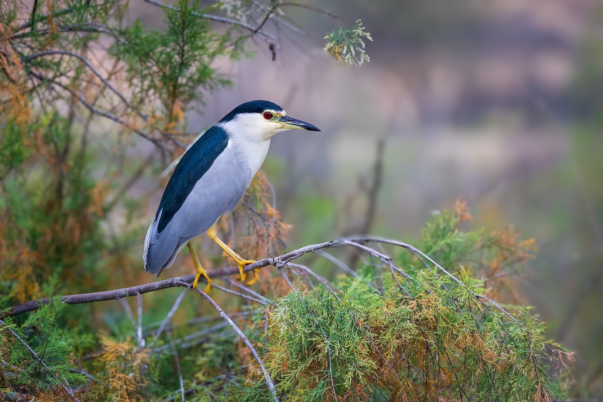 Black-crowned Night Heron - ML616819853