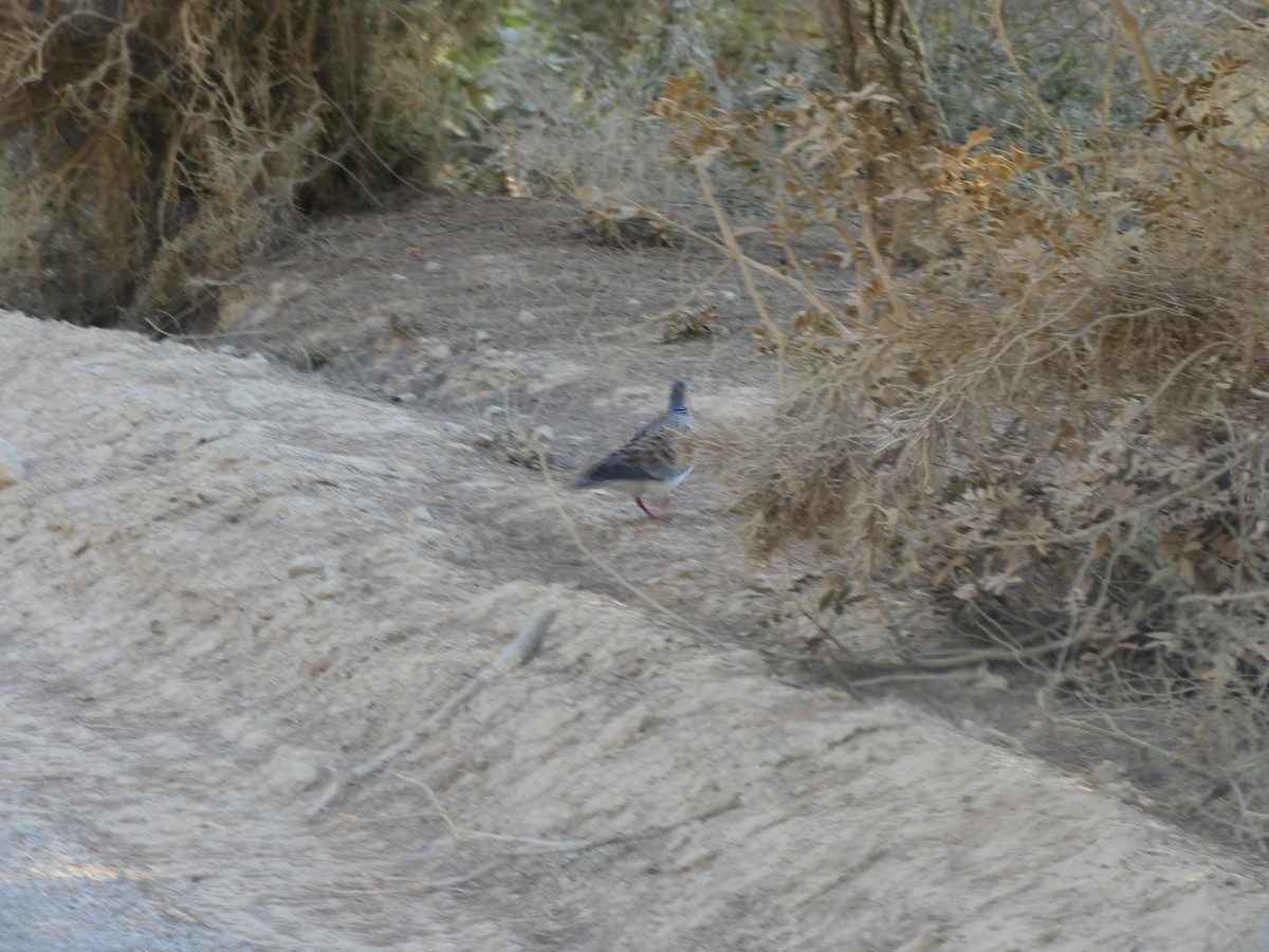 European Turtle-Dove - ML616819854