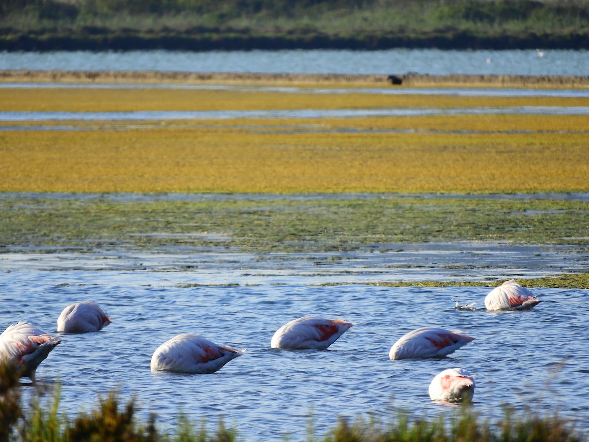 Greater Flamingo - ML616819856