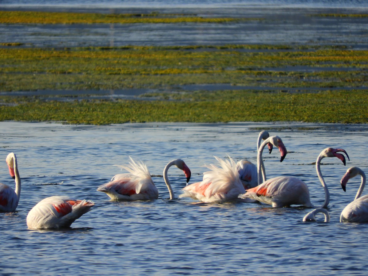 Greater Flamingo - ML616819867