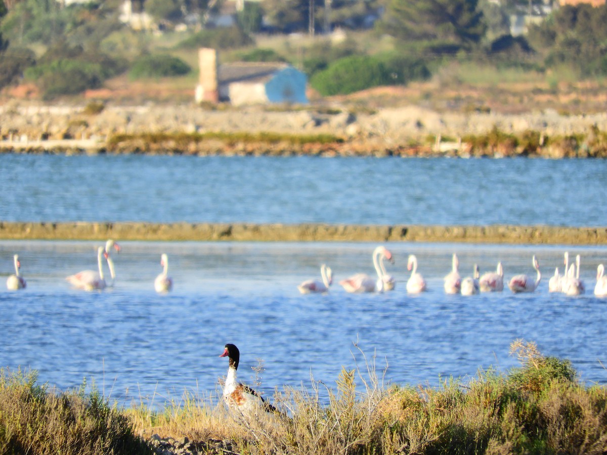 Common Shelduck - ML616819896