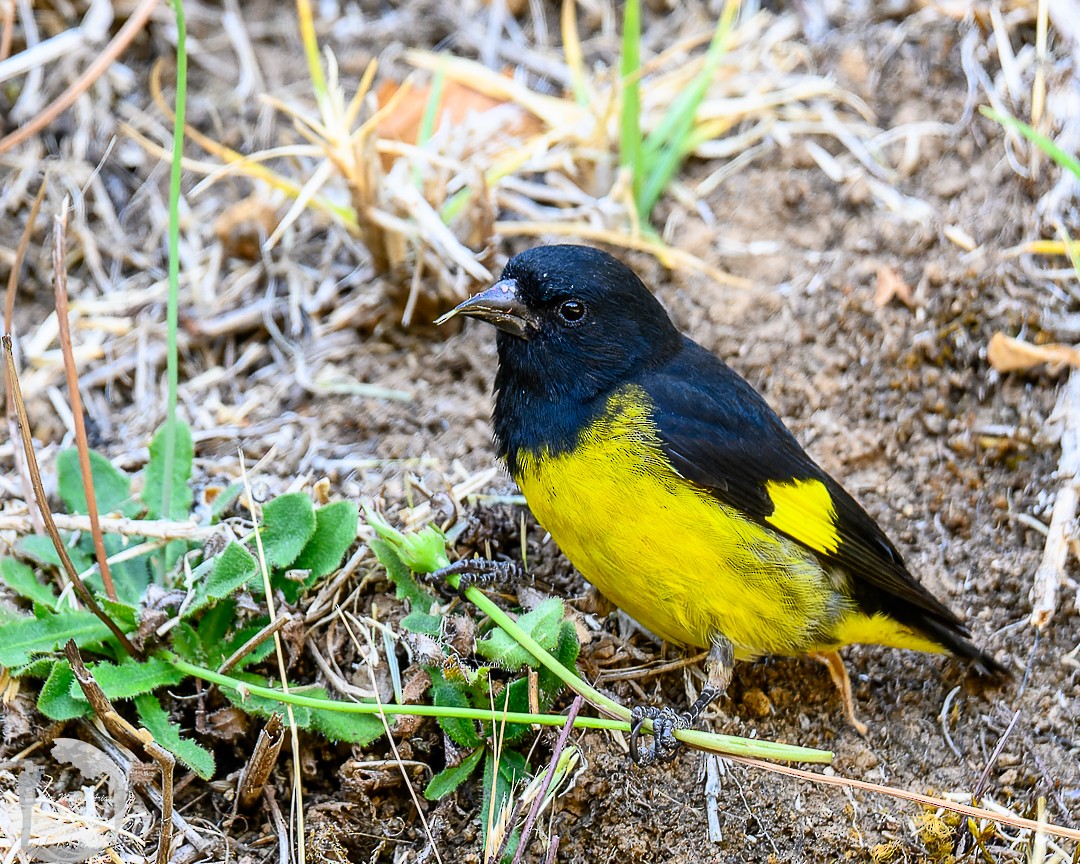 Yellow-bellied Siskin - ML616819900