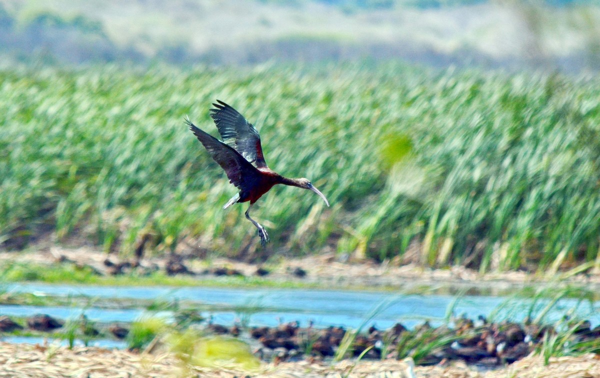 ibis hnědý - ML616819901