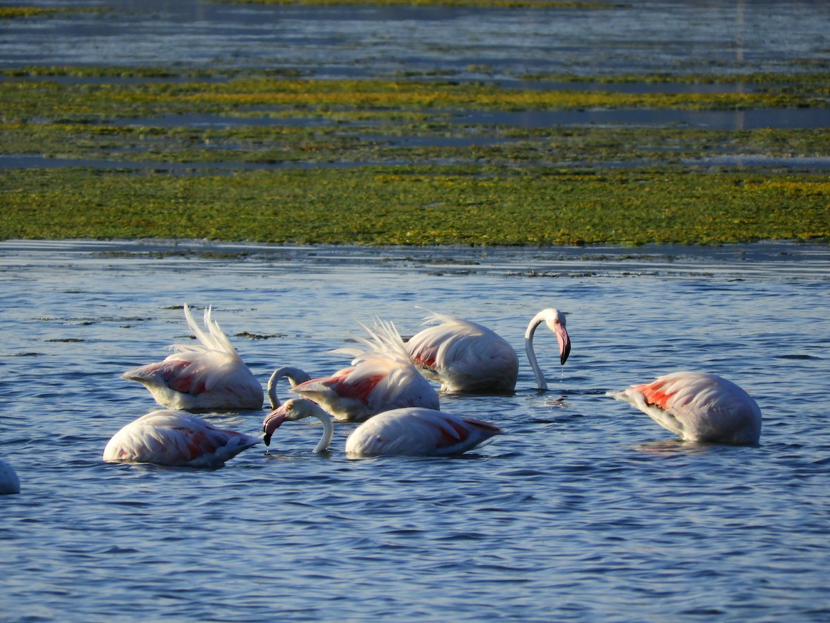 Greater Flamingo - ML616819902