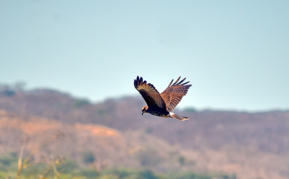 Snail Kite - Jean and Bob Hilscher