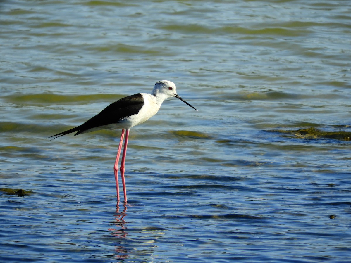 Black-winged Stilt - ML616819930