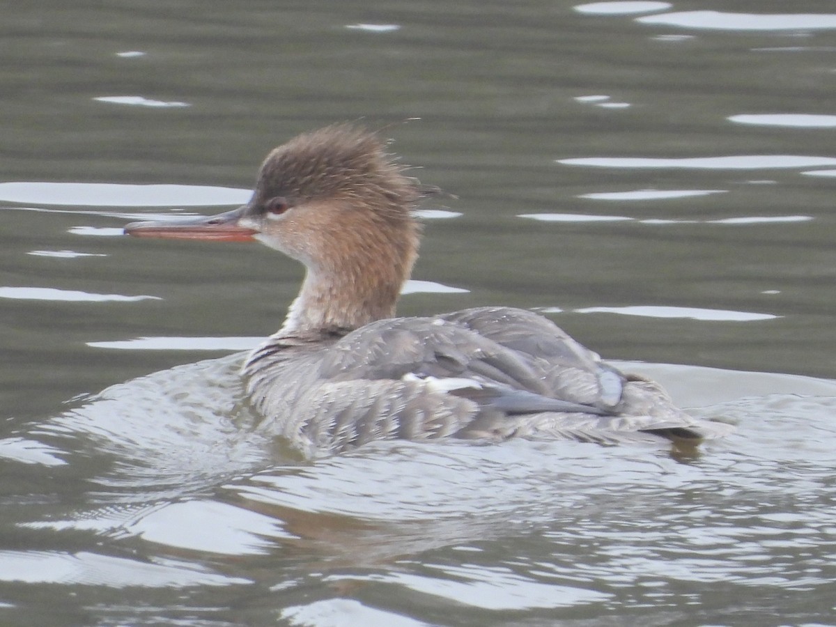 Red-breasted Merganser - ML616820005