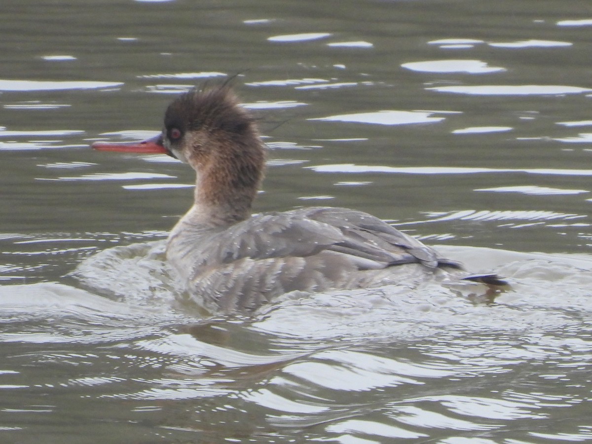 Red-breasted Merganser - ML616820006