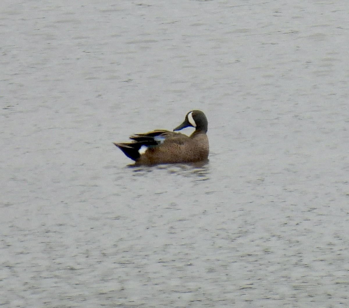 Blue-winged Teal - ML616820051