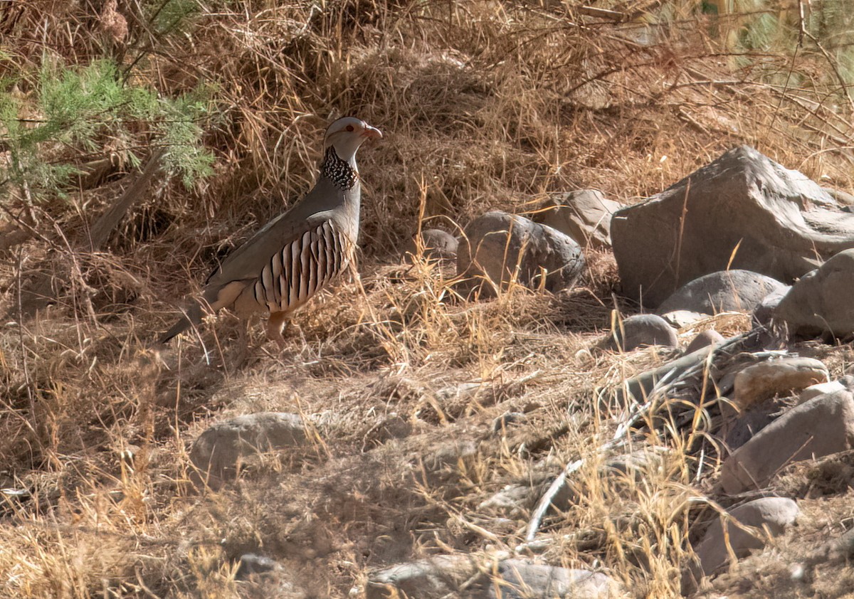 Barbary Partridge - ML616820074