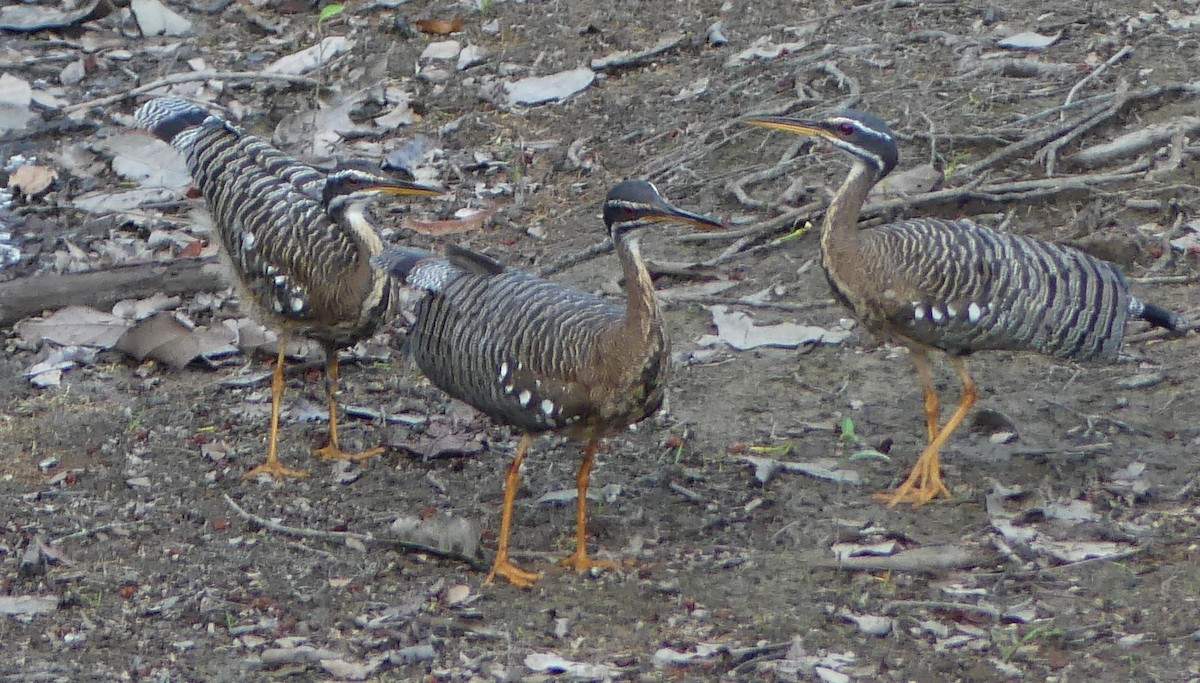 Sunbittern - ML616820075