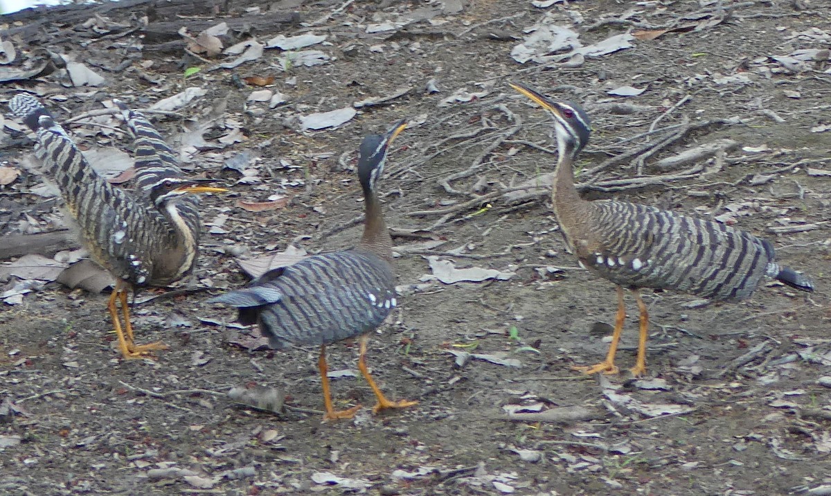 Sunbittern - ML616820077