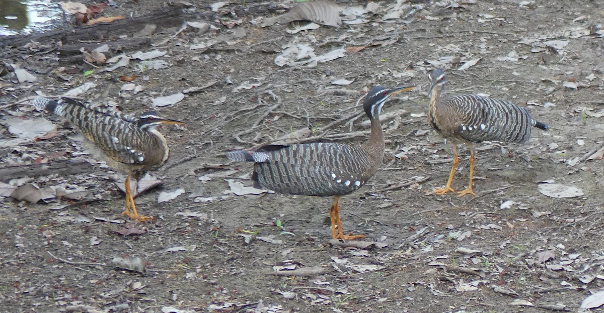 Sunbittern - ML616820079