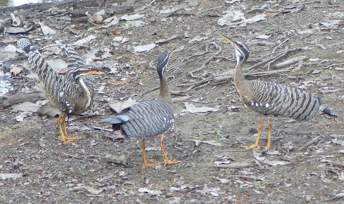 Sunbittern - ML616820080