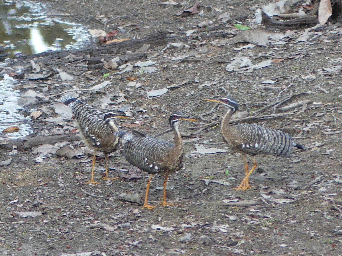 Sunbittern - ML616820081