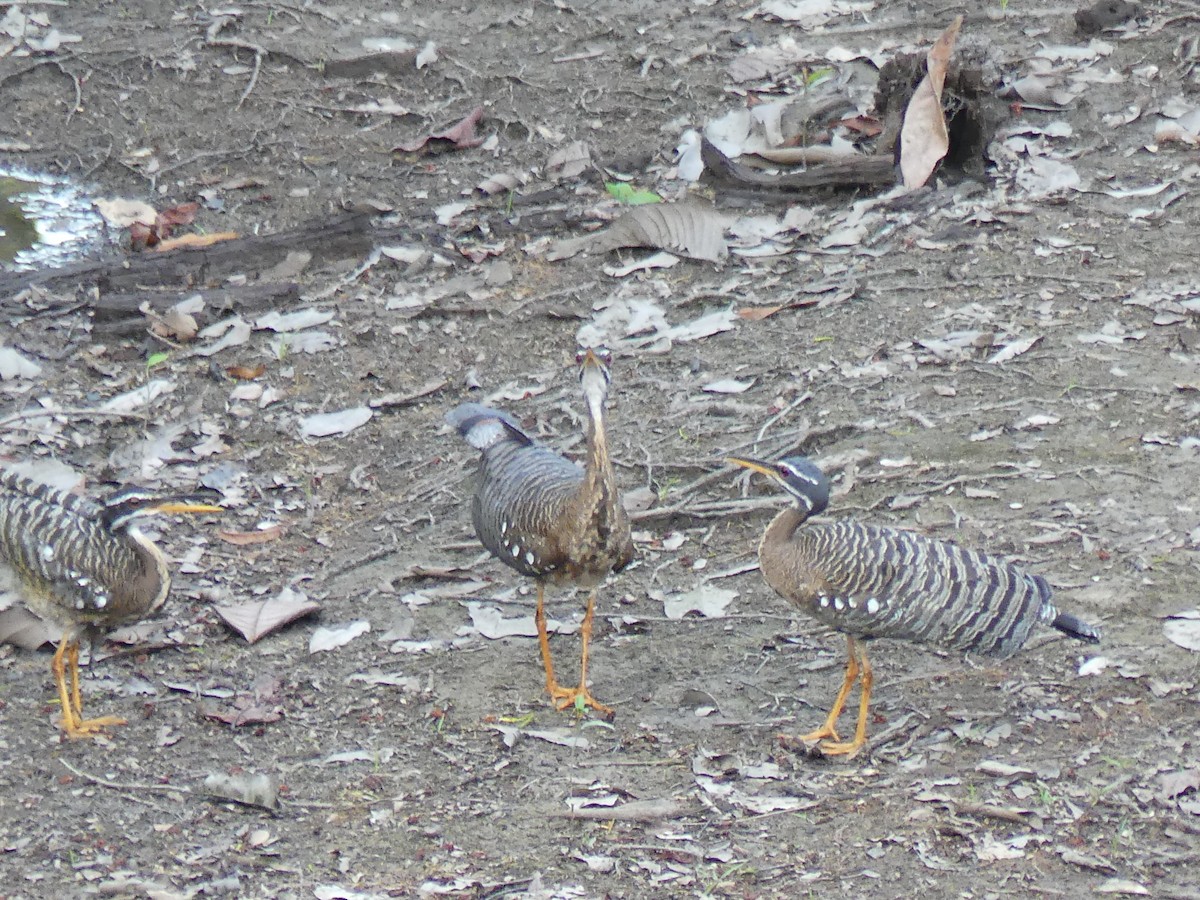 Sunbittern - ML616820082